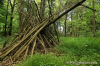 Tree Shelter